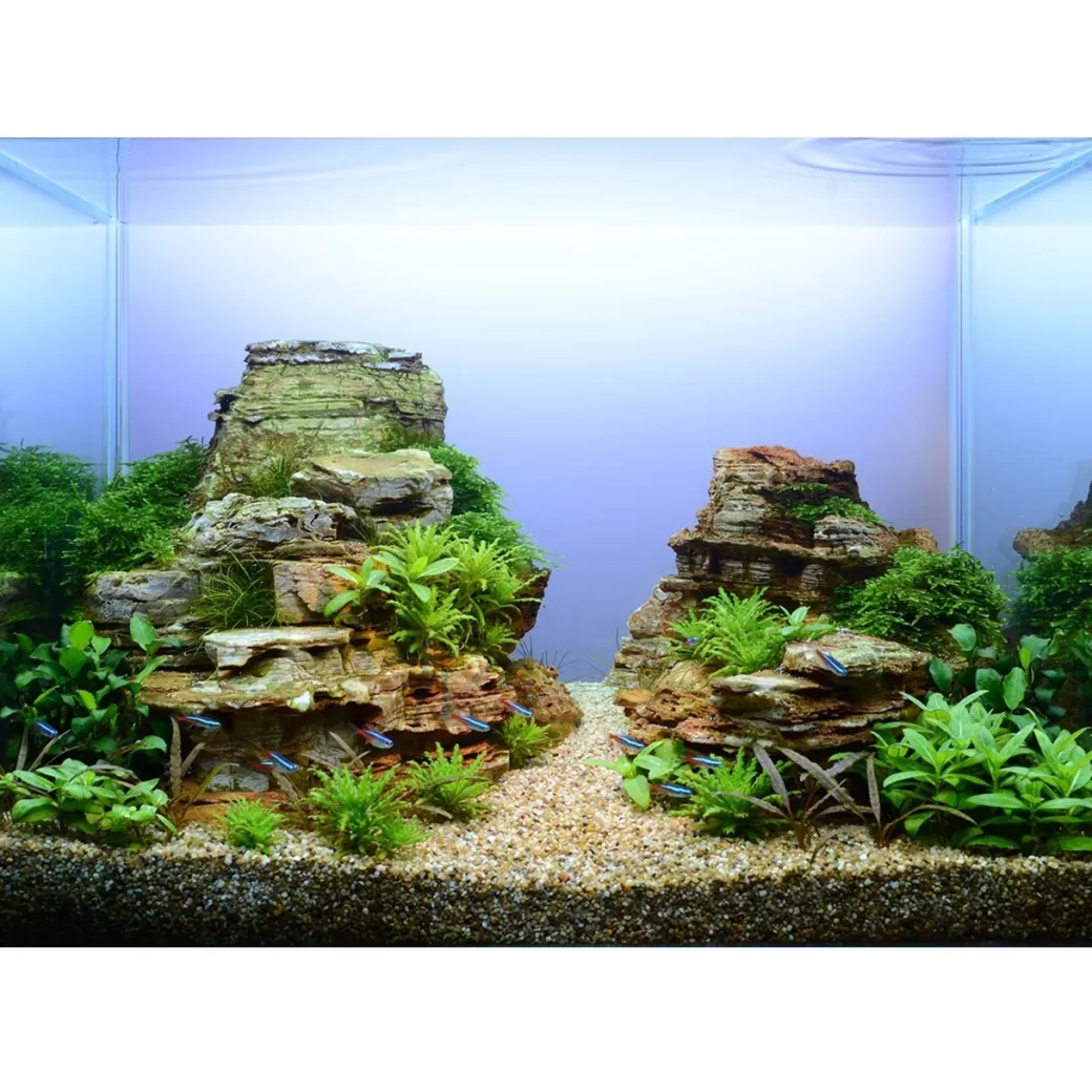 Tropica Taxiphyllum Spiky 1-2-GROW