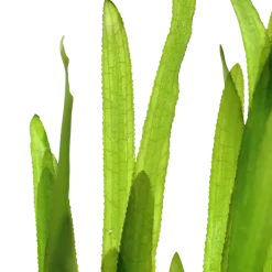 Tropica Vallisneria americana Natans bundt plantestængler