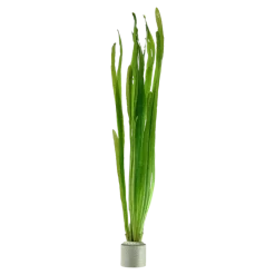 Tropica Vallisneria americana Natans bundt plantestængler