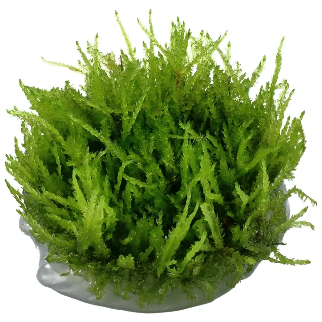 Tropica Vesicularia ferriei Weeping 1-2-GROW
