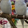 Undulat unge (Melopsittacus Undulatus)