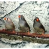 Zebrafinke hun (Taeniopygia guttata)