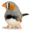 Zebrafinke (Taeniopygia guttata)